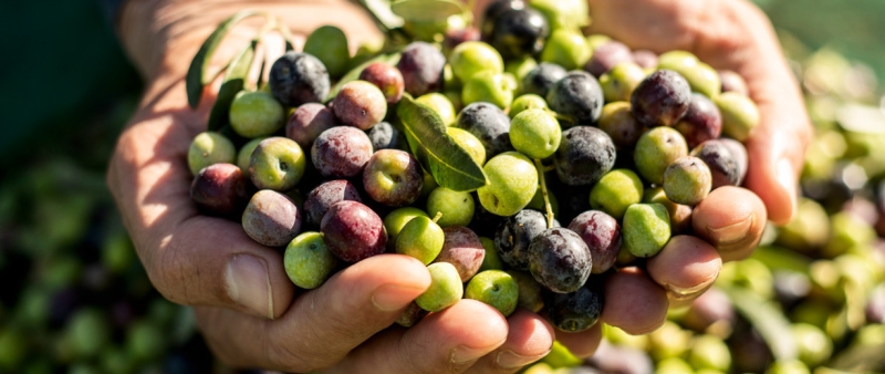 QUHOMAtrace: Unique combination of IoT and traceability data provides unparalleled upstream visibility for agri-food stakeholders