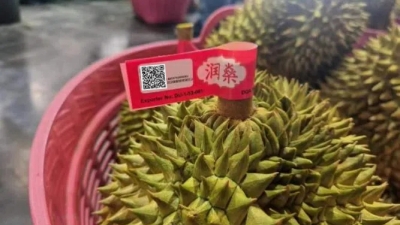 Thai durian with QR Code powered by GS1 label on stem for export traceability using GS1 standards