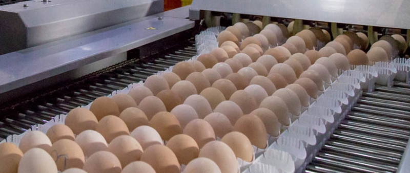 Rothex: Traceability of eggs has never been easier than with GS1 standards