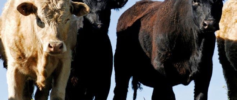 Saving the meat industry over $200 million each year