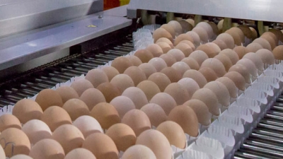Rothex: Traceability of eggs has never been easier than with GS1 standards