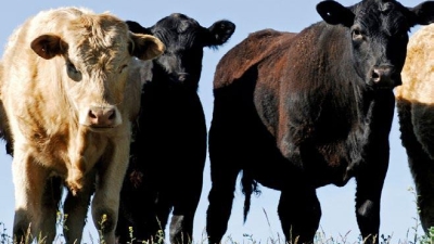 Saving the meat industry over $200 million each year