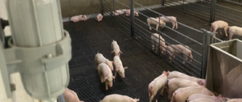 Union Farms: A leading pork producer achieves carbon neutrality in the name of sustainability